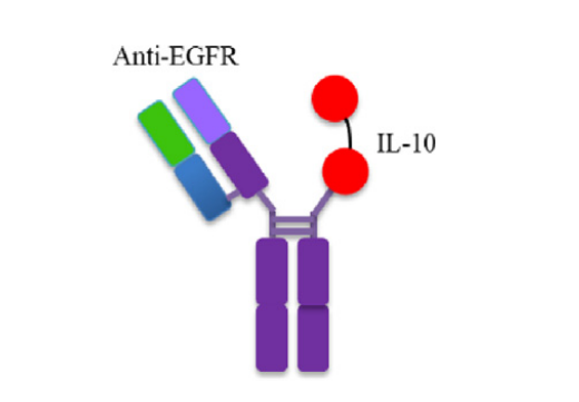 Advancements and challenges in immunocytokines