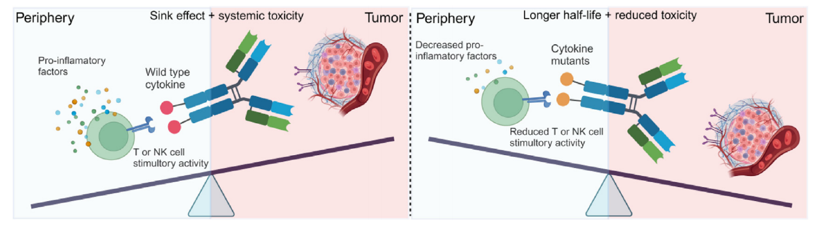 Advancements and challenges in immunocytokines