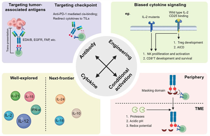 Advancements and challenges in immunocytokines