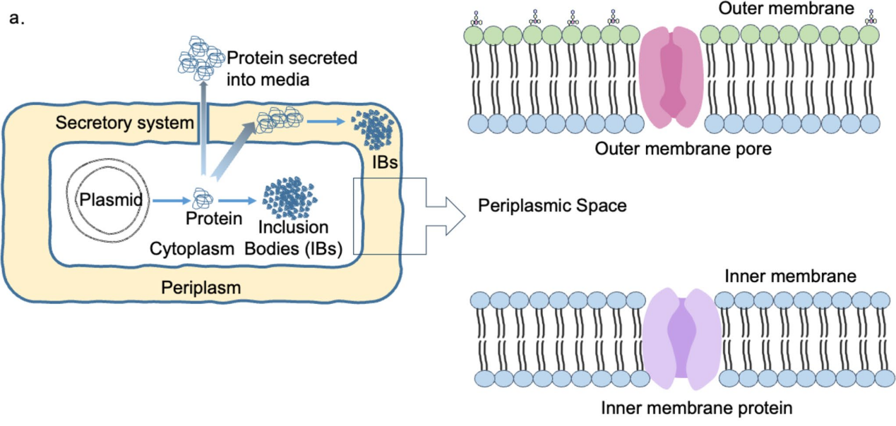 Advancements in Escherichia coli secretion systems for enhanced recombinant protein production