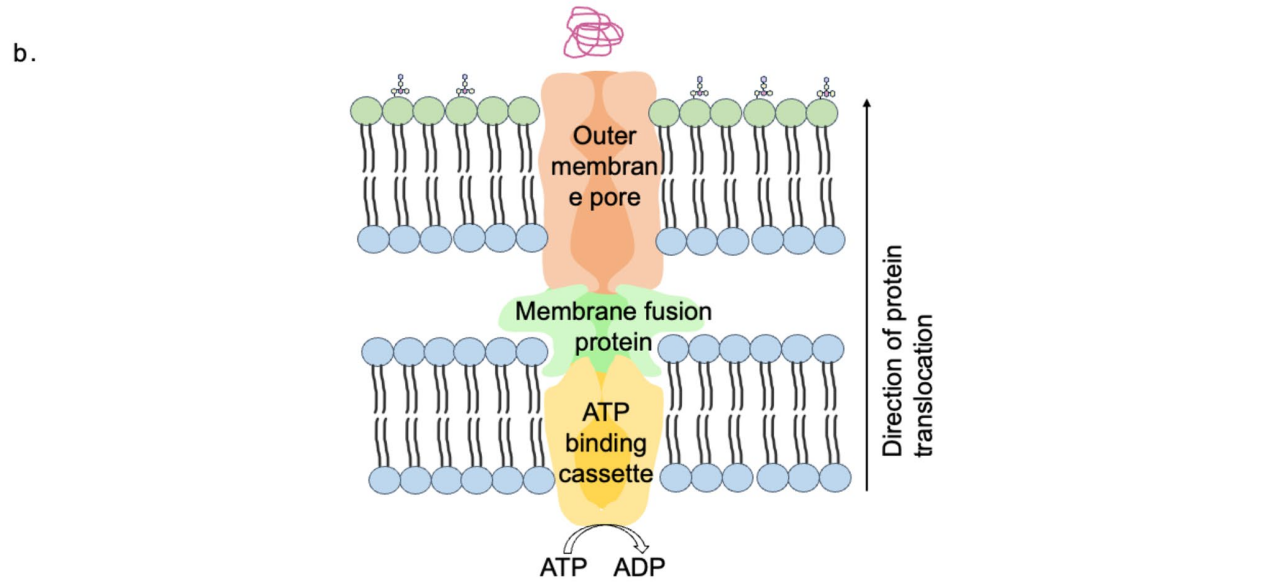 Advancements in Escherichia coli secretion systems for enhanced recombinant protein production
