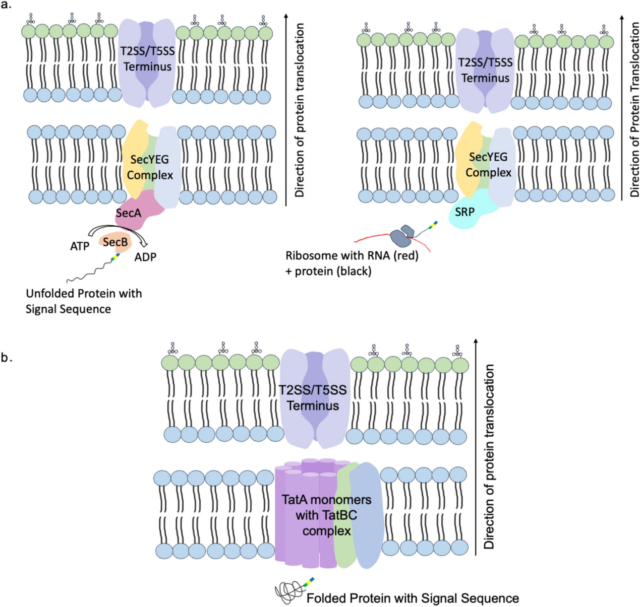 Advancements in Escherichia coli secretion systems for enhanced recombinant protein production