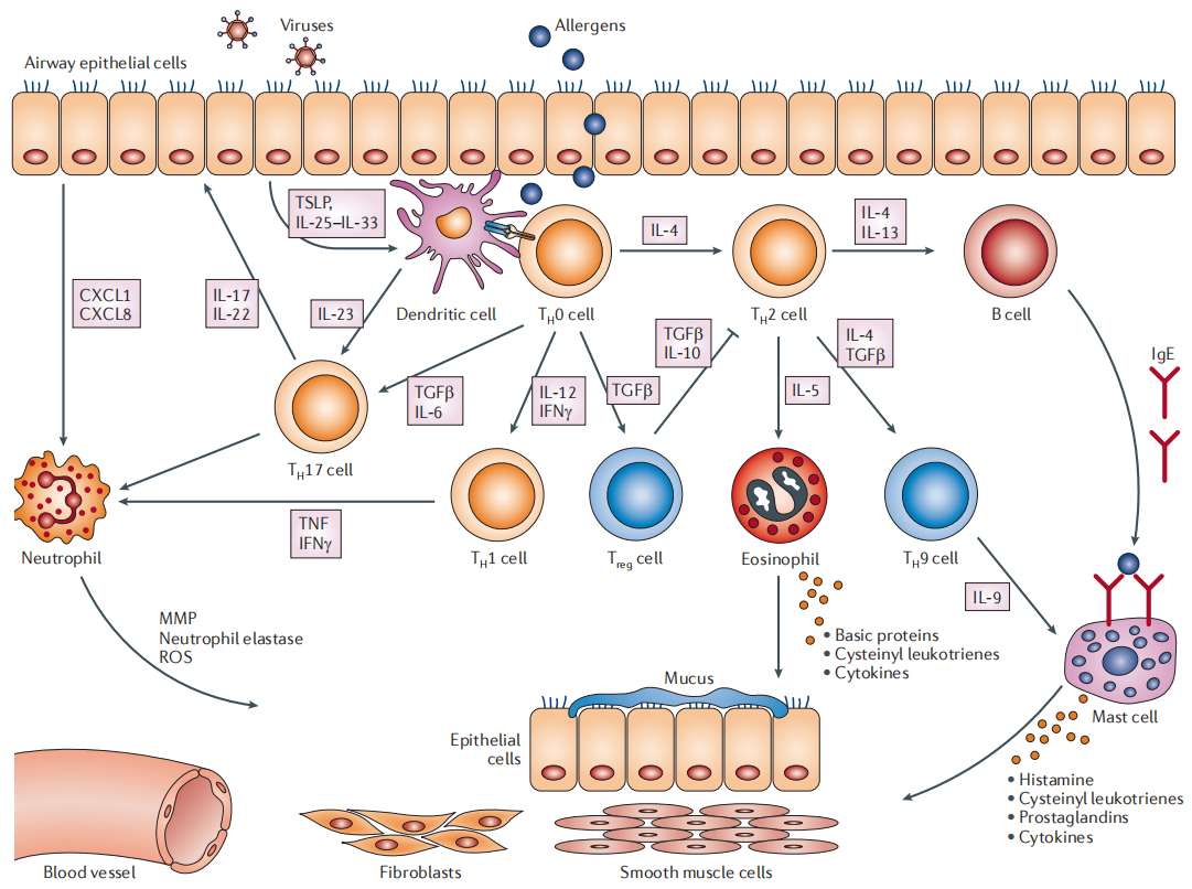 Allergic response regulator IL-4
