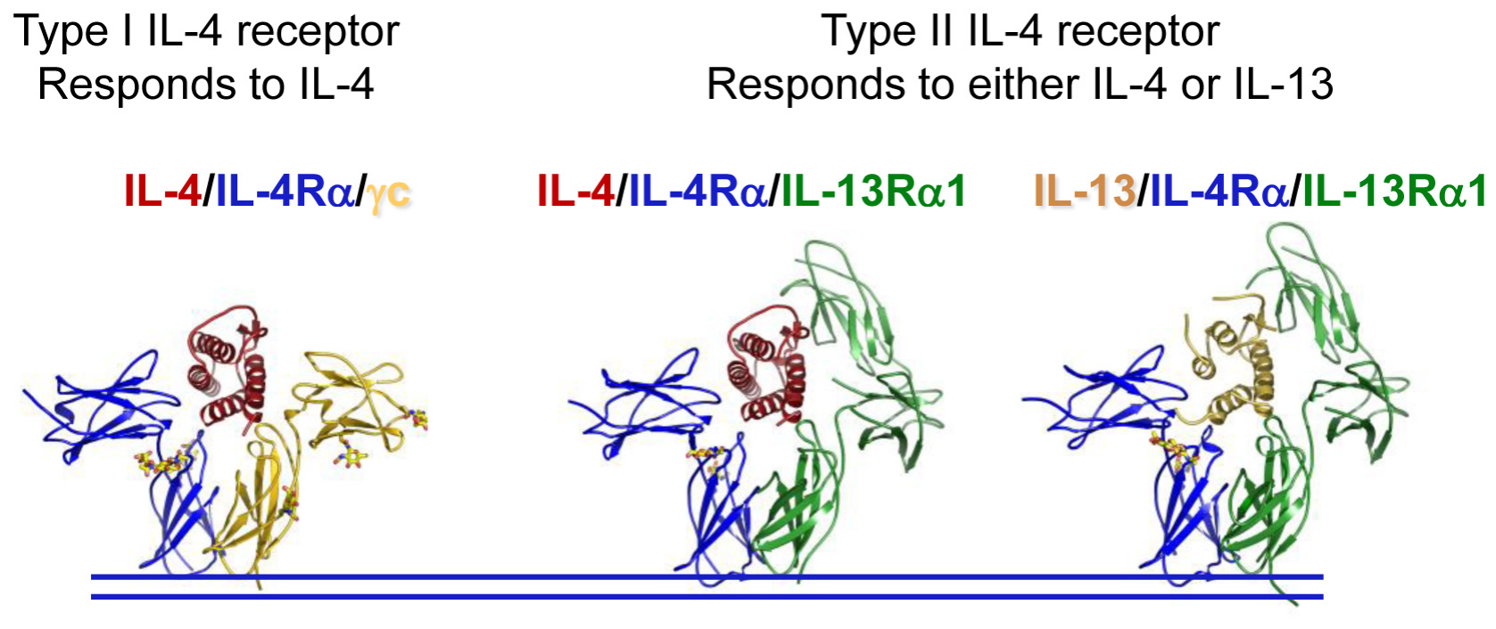 Allergic response regulator IL-4