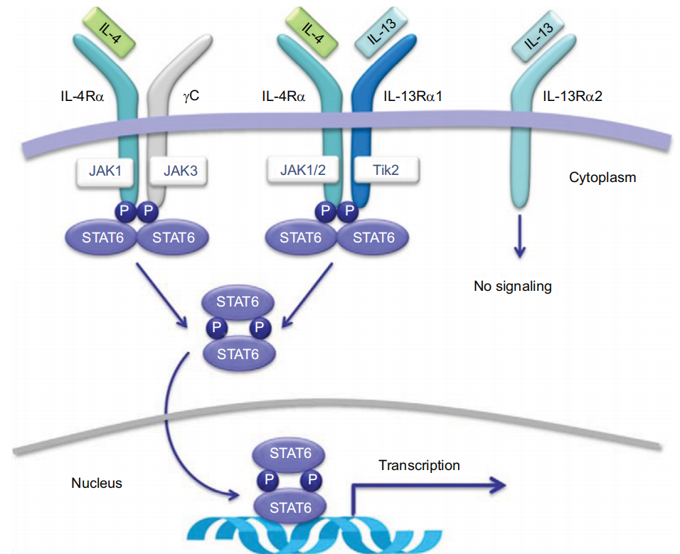 Allergic response regulator IL-4