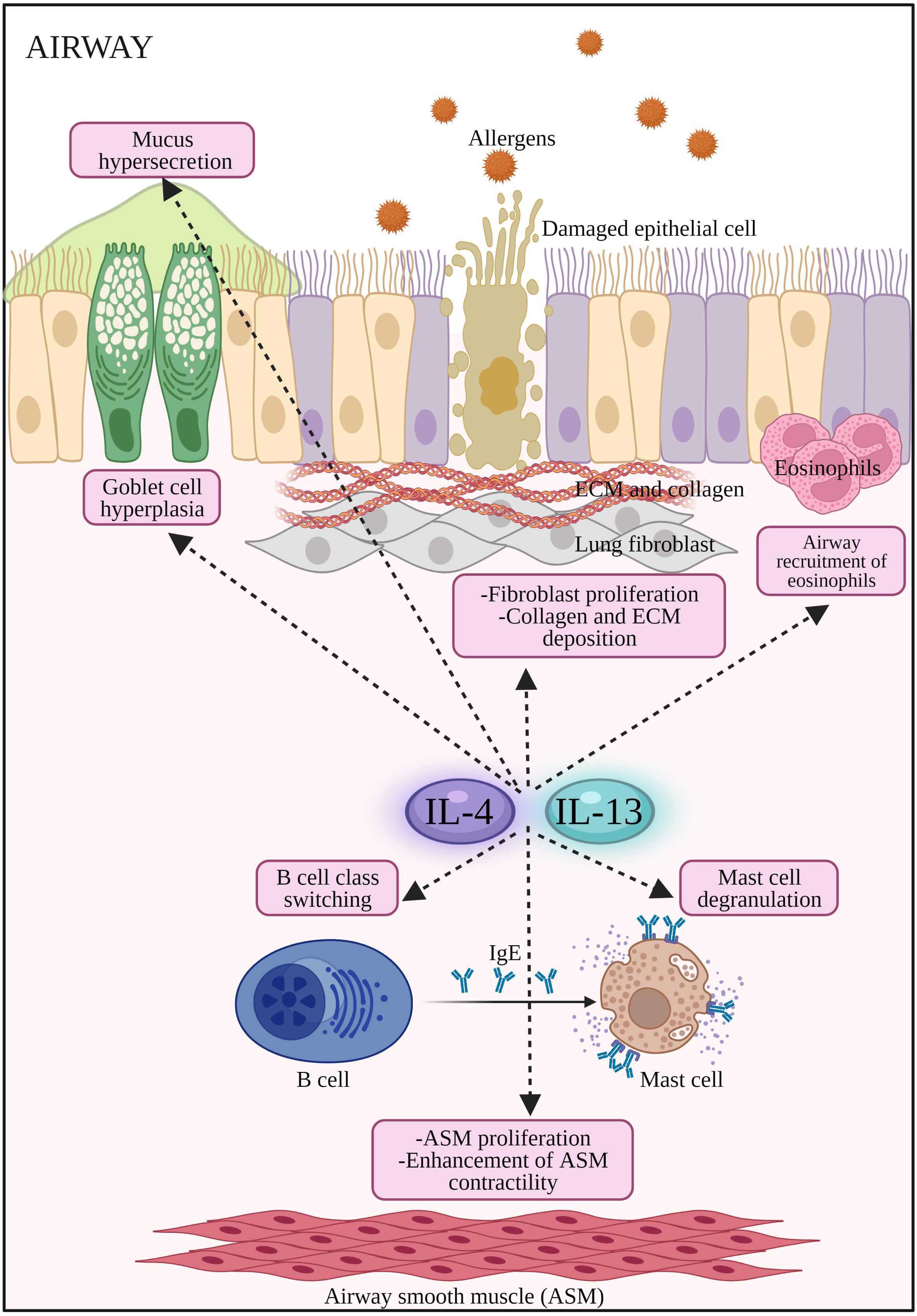 Allergic response regulator IL-4