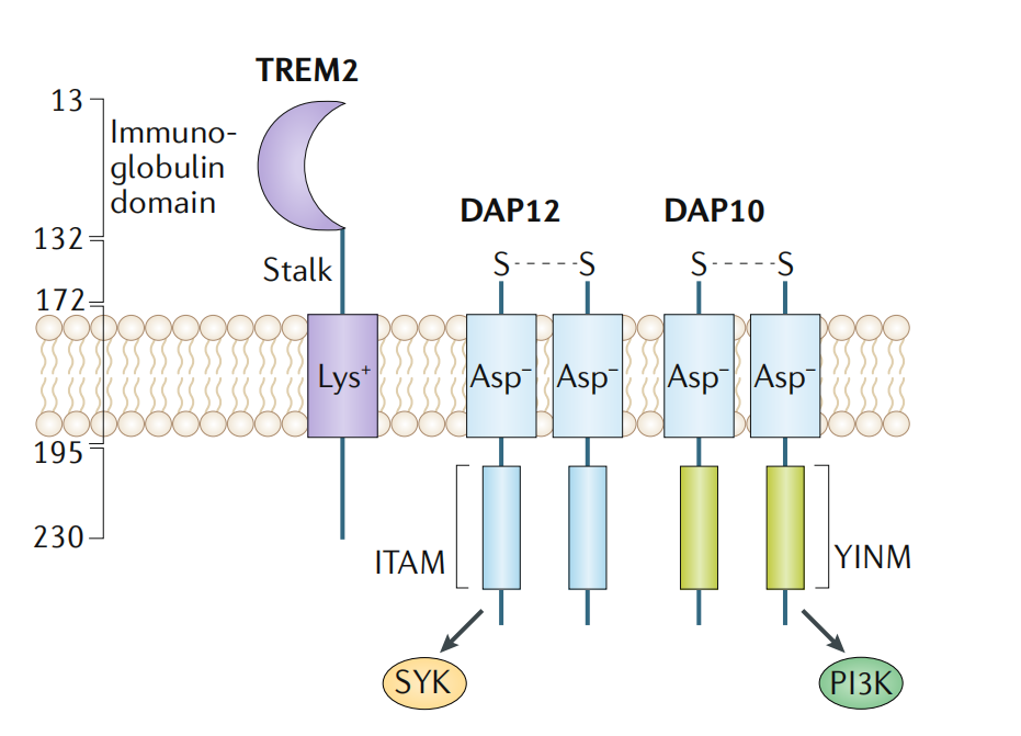 Alzheimer disease therapeutic target TREM2