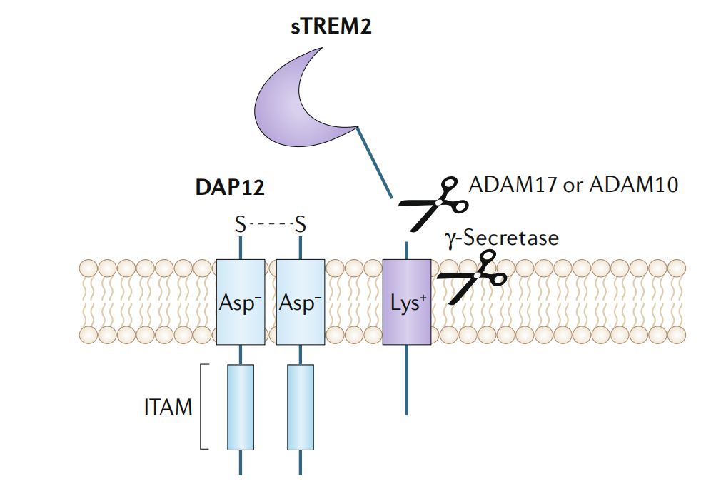 Alzheimer disease therapeutic target TREM2