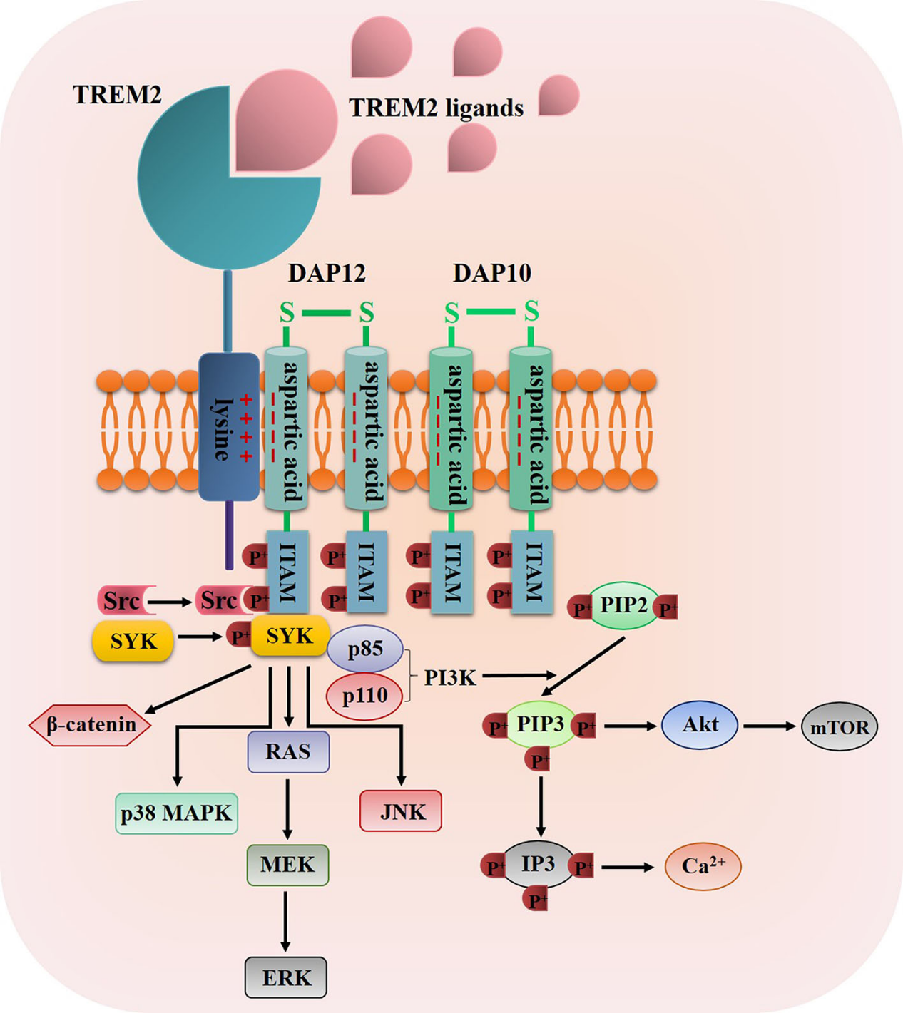 Alzheimer disease therapeutic target TREM2