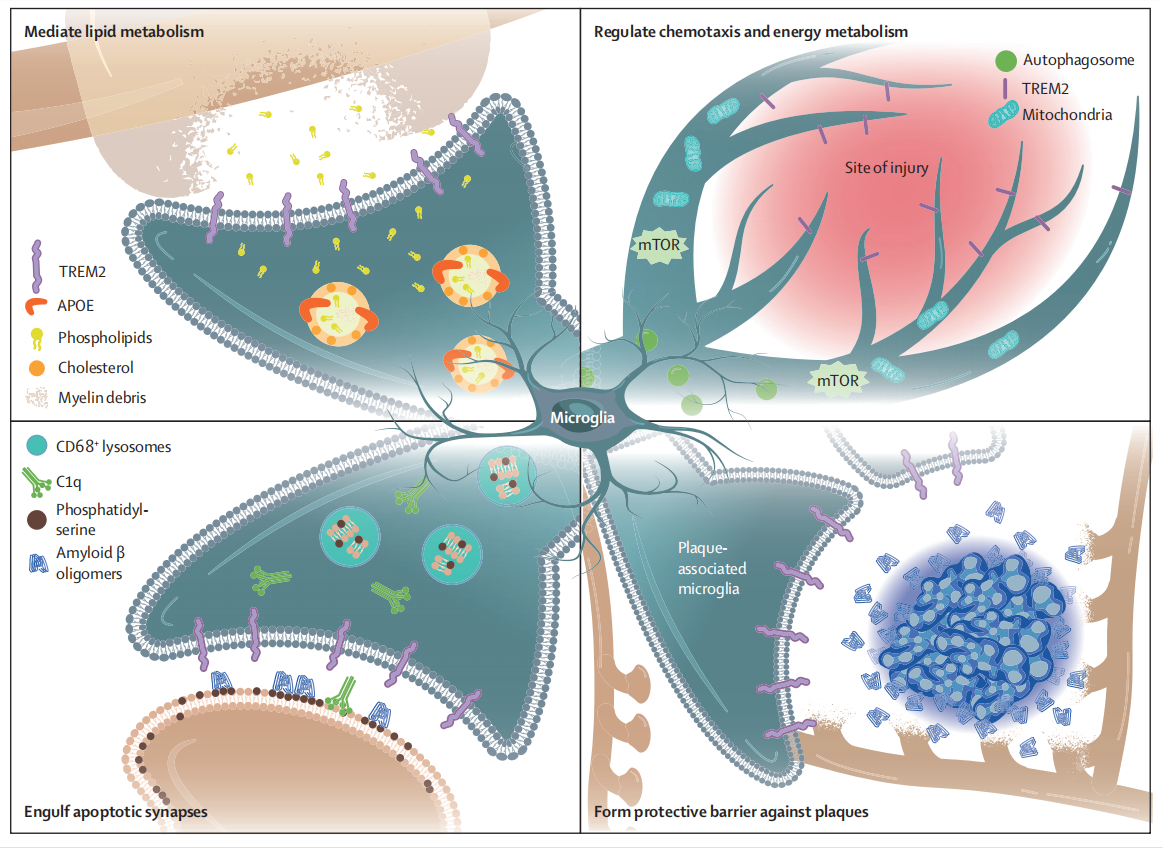 Alzheimer disease therapeutic target TREM2