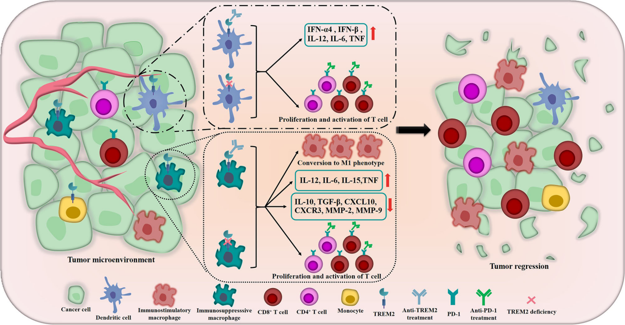 Alzheimer disease therapeutic target TREM2