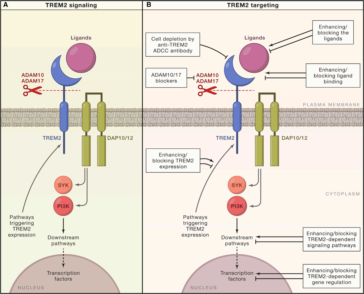 Alzheimer disease therapeutic target TREM2