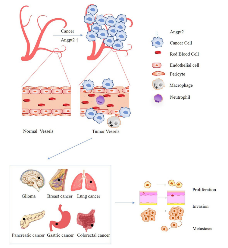 Angiogenesis regulatory target ANGPT2
