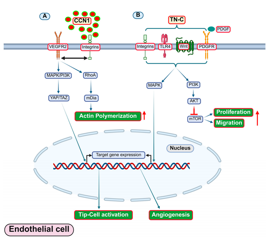 Angiogenesis regulatory target TNC