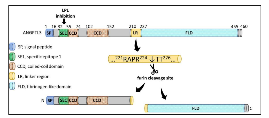 Angptl3 is a key regulator of lipid metabolism