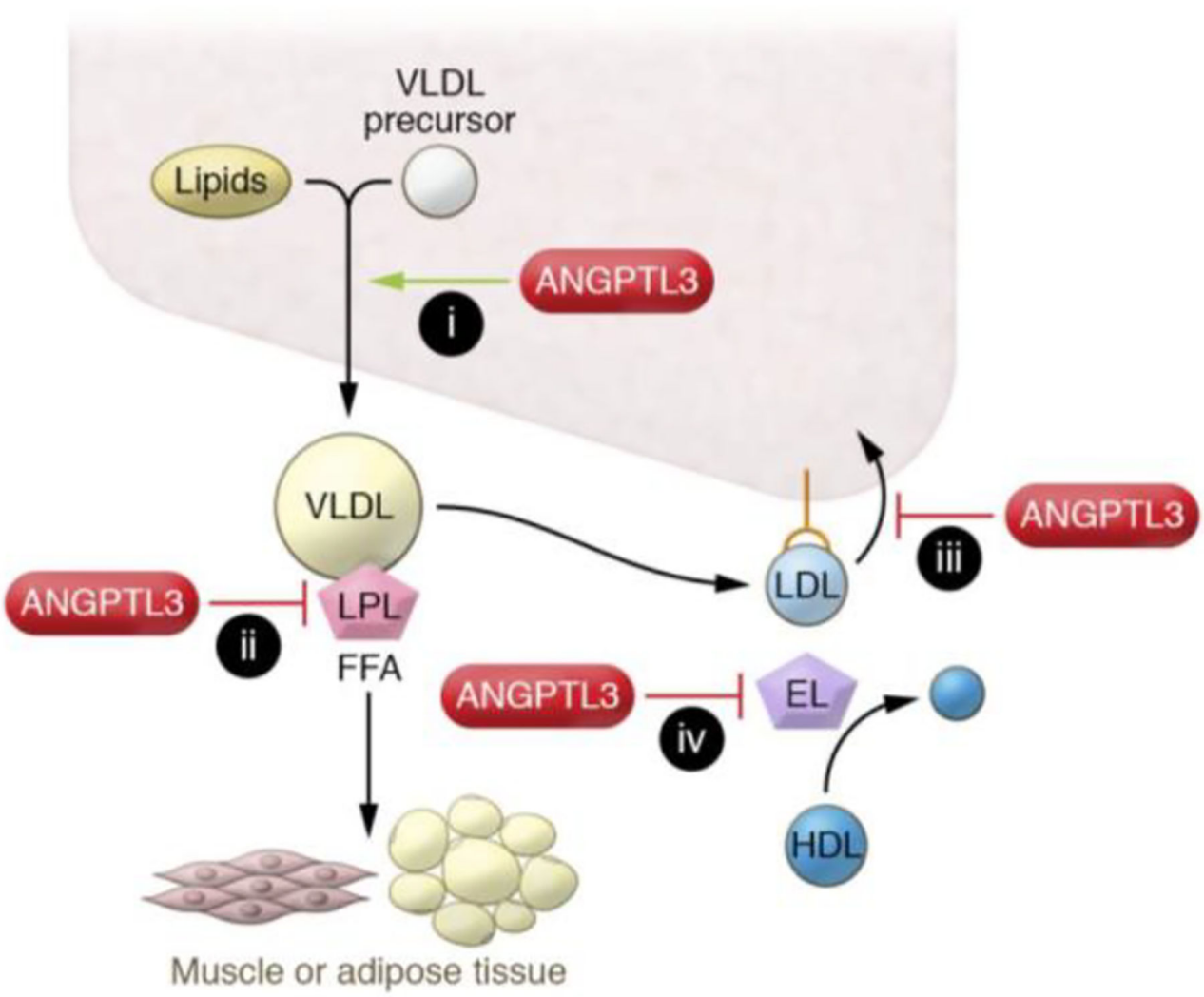 Angptl3 is a key regulator of lipid metabolism