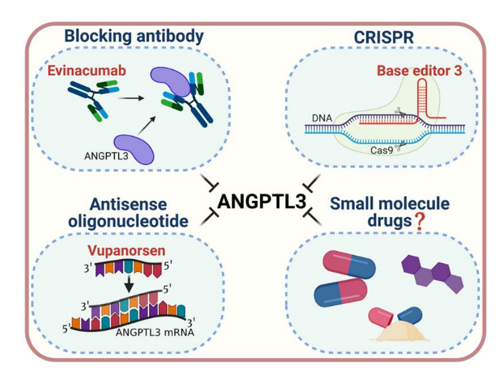Angptl3 is a key regulator of lipid metabolism