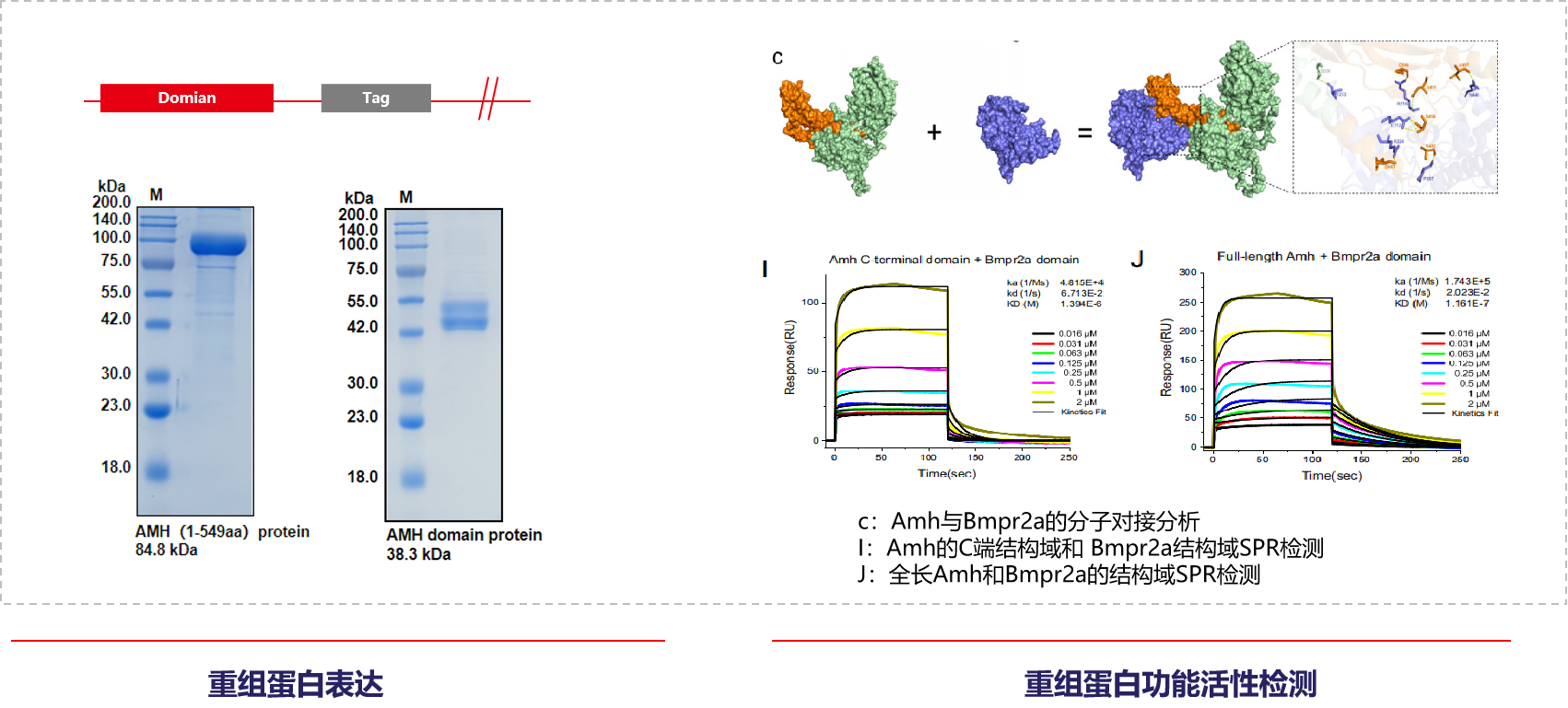 Anti-Müllerian Hormone Signaling Maintains Circadian Homeostasis in Zebrafish
