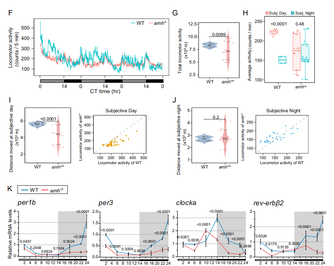 Anti-Müllerian Hormone Signaling Maintains Circadian Homeostasis in Zebrafish