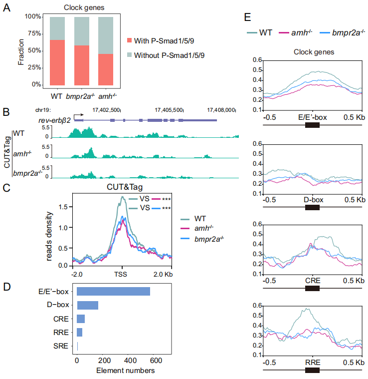 Anti-Müllerian Hormone Signaling Maintains Circadian Homeostasis in Zebrafish