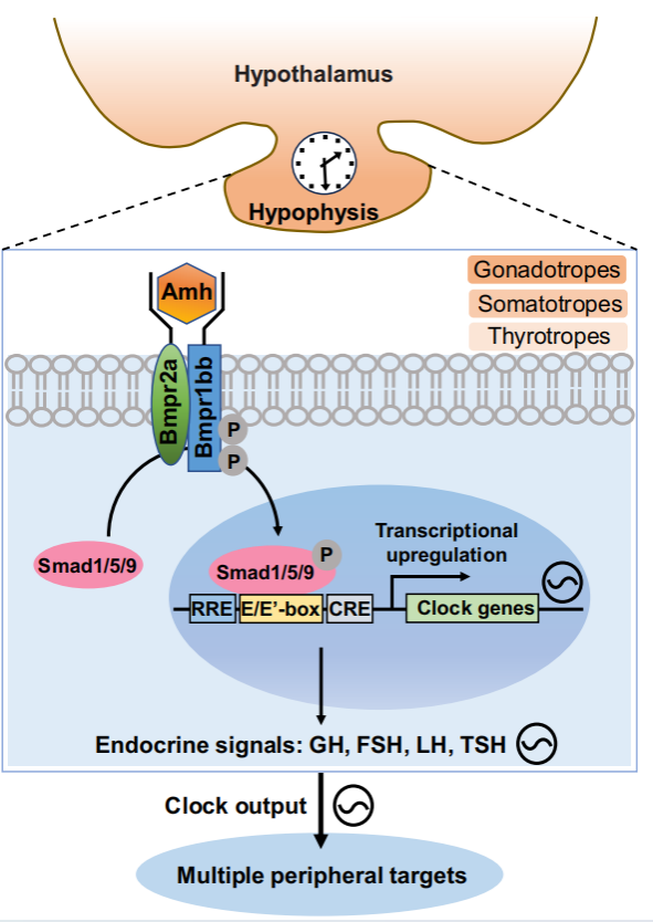 Anti-Müllerian Hormone Signaling Maintains Circadian Homeostasis in Zebrafish