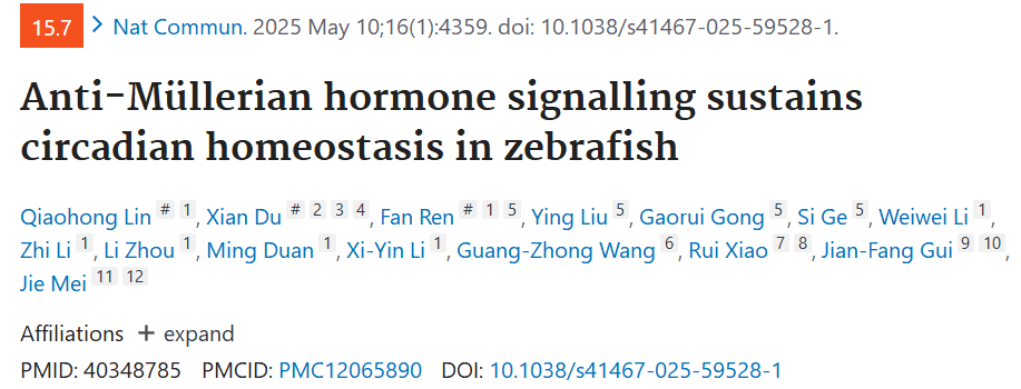 Anti-Müllerian Hormone Signaling Maintains Circadian Homeostasis in Zebrafish