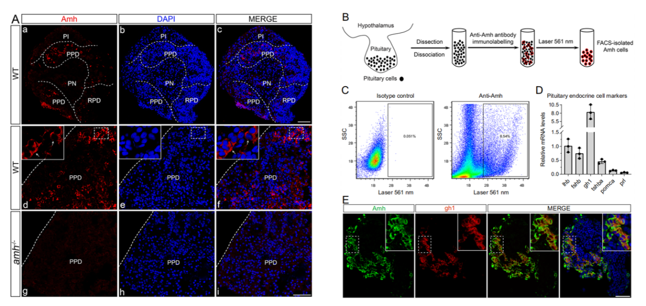 Anti-Müllerian Hormone Signaling Maintains Circadian Homeostasis in Zebrafish