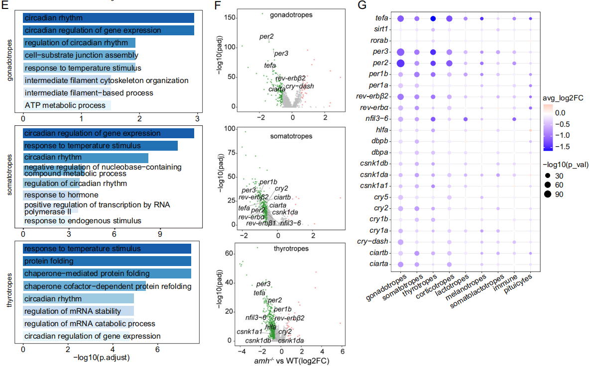 Anti-Müllerian Hormone Signaling Maintains Circadian Homeostasis in Zebrafish