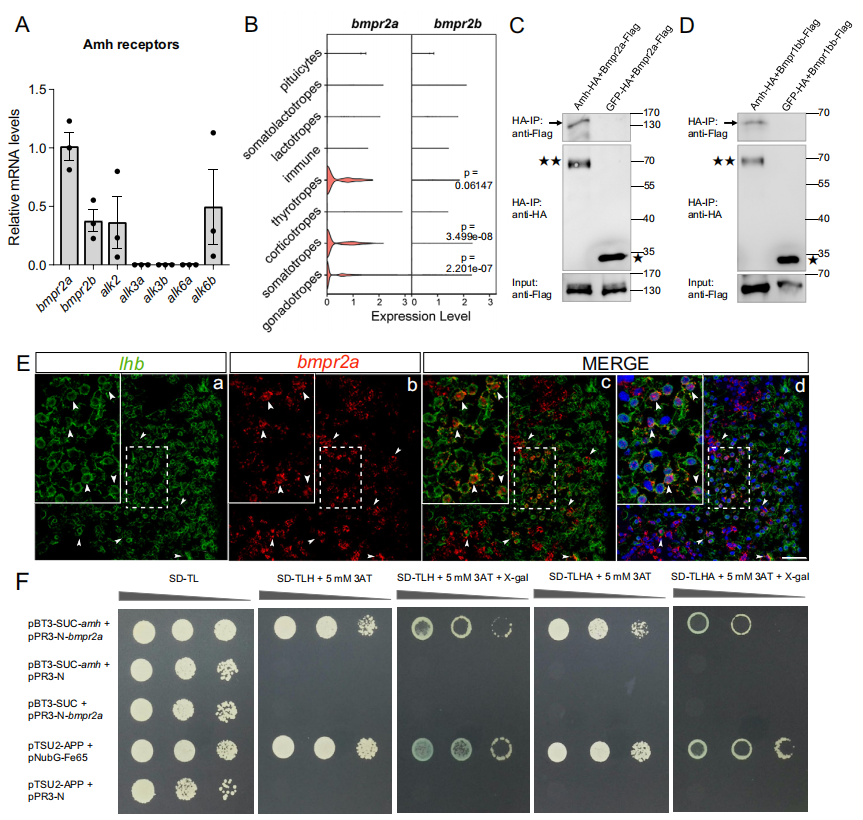 Anti-Müllerian Hormone Signaling Maintains Circadian Homeostasis in Zebrafish