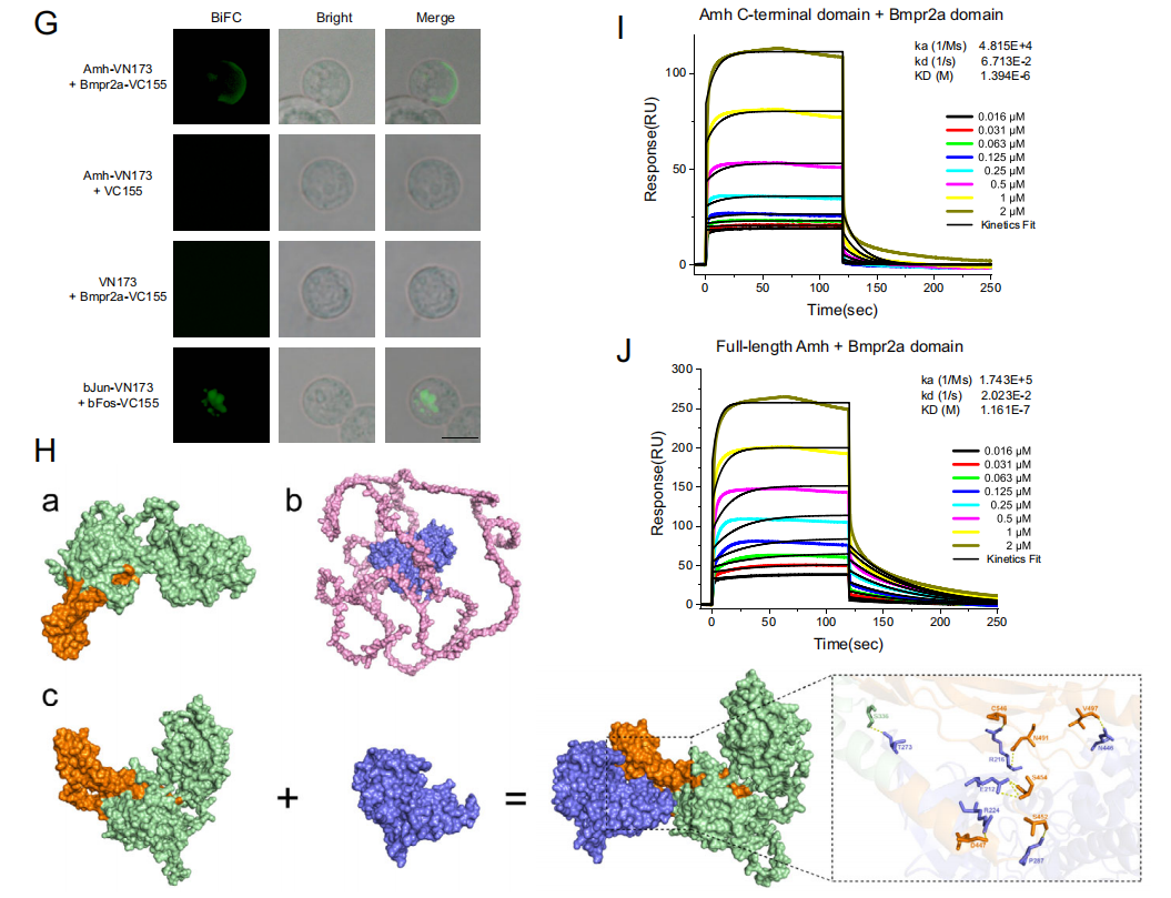Anti-Müllerian Hormone Signaling Maintains Circadian Homeostasis in Zebrafish