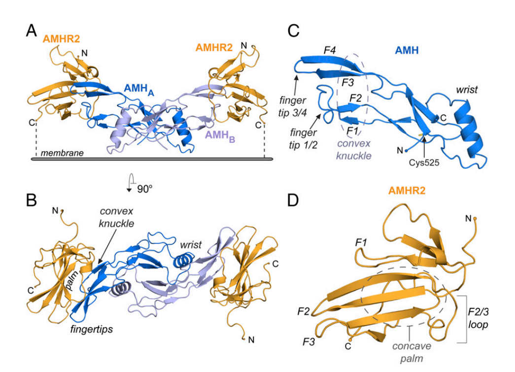 Anti Müllerian hormone receptor AMHR2