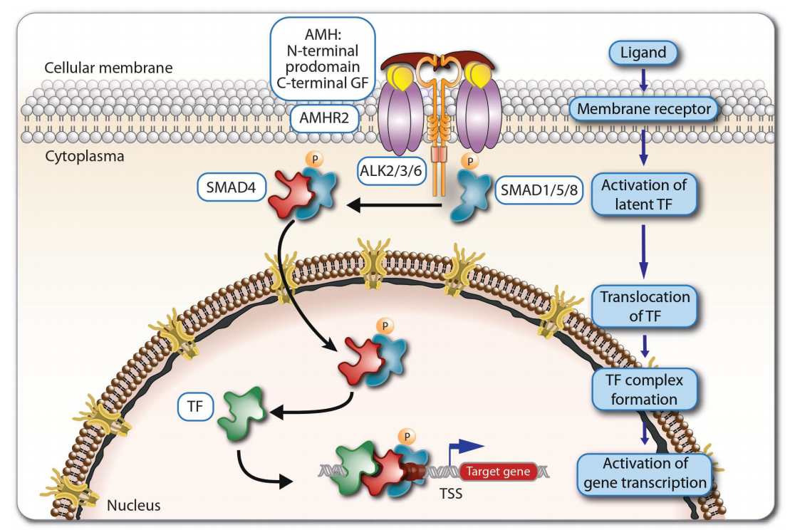 Anti Müllerian hormone receptor AMHR2