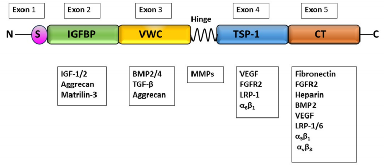Anti-fibrotic target CTGF