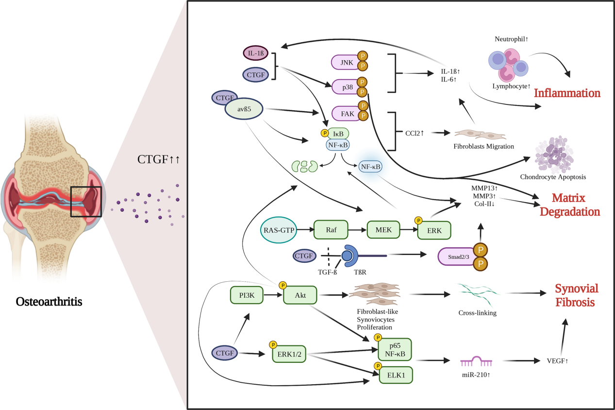 Anti-fibrotic target CTGF