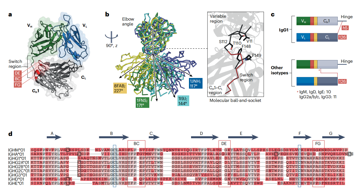 Antibody diversity and specificity and new insights into structure