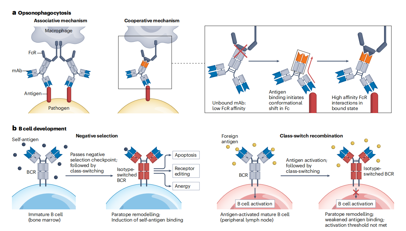 Antibody diversity and specificity and new insights into structure