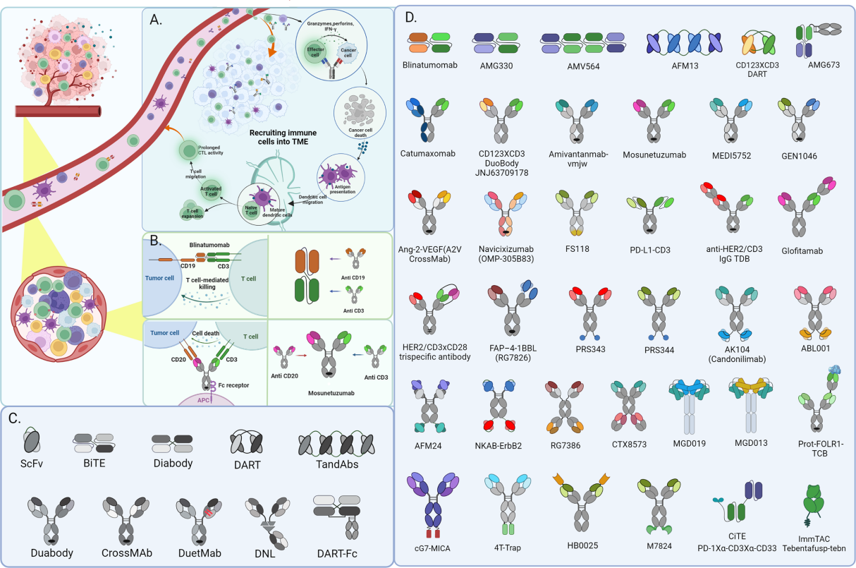 Antibody engineering series bispecific antibody