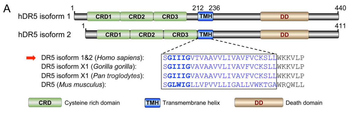 Apoptosis initiating receptor DR5