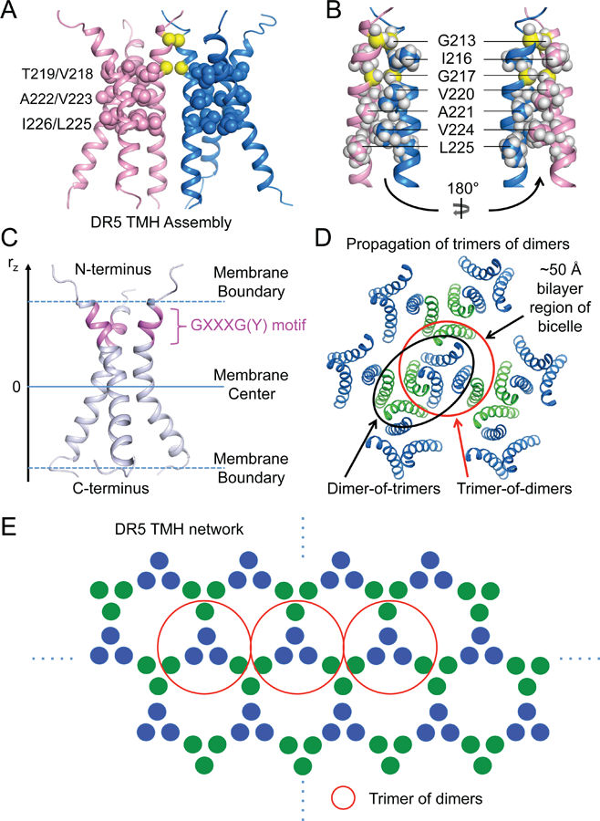 Apoptosis initiating receptor DR5