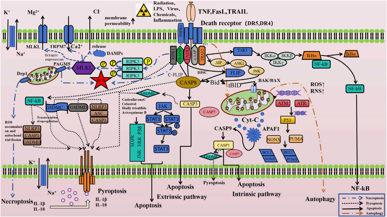Apoptosis initiating receptor DR5