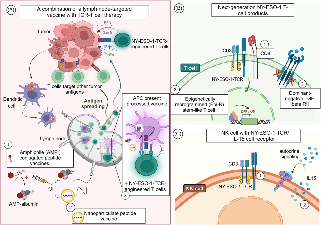 Autoimmune cancer testicular antigen NY-ESO-1