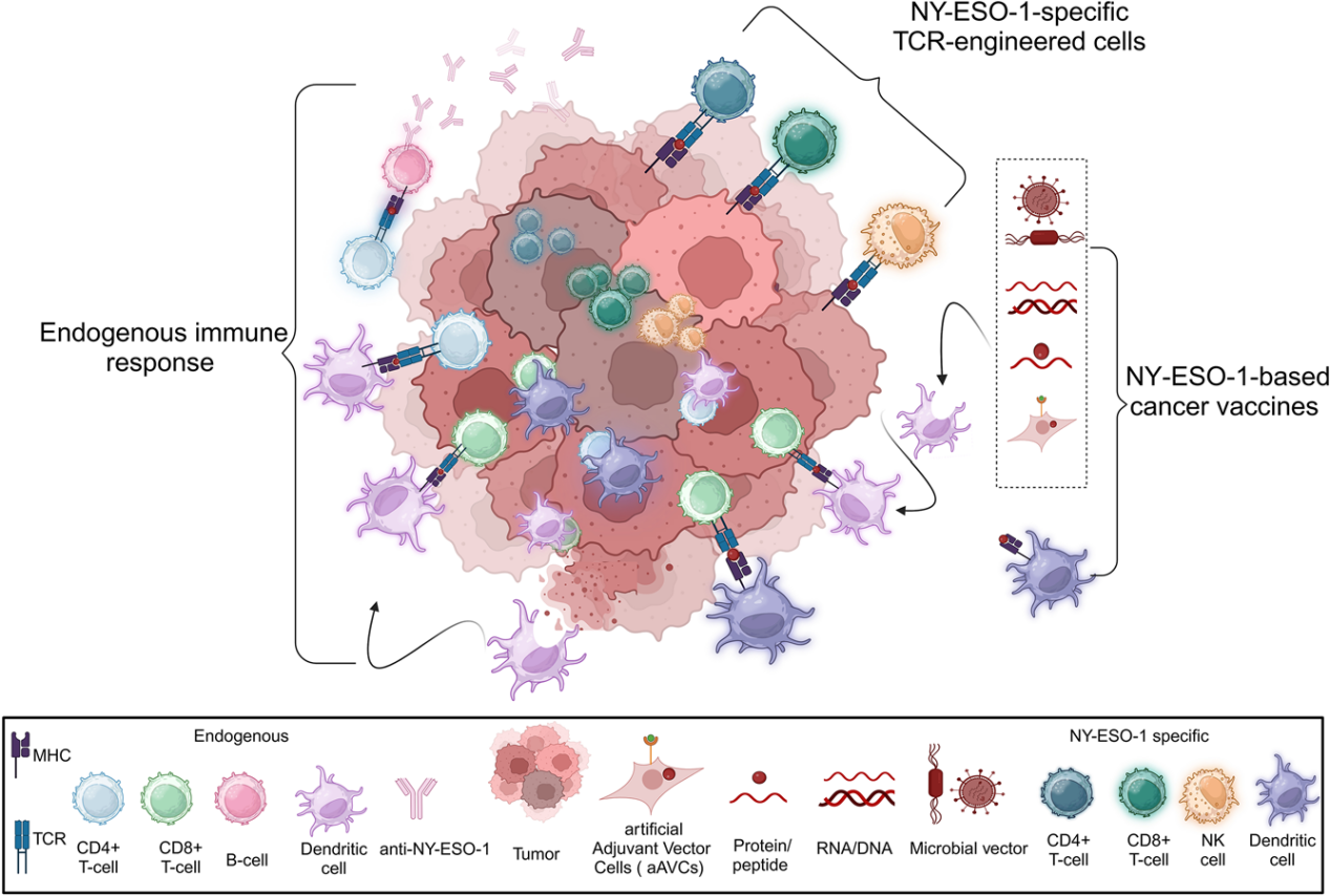Autoimmune cancer testicular antigen NY-ESO-1