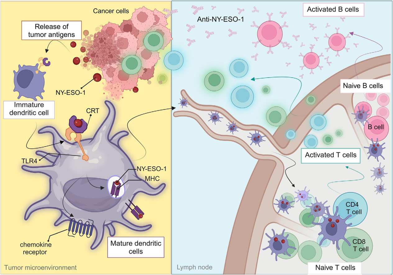 Autoimmune cancer testicular antigen NY-ESO-1