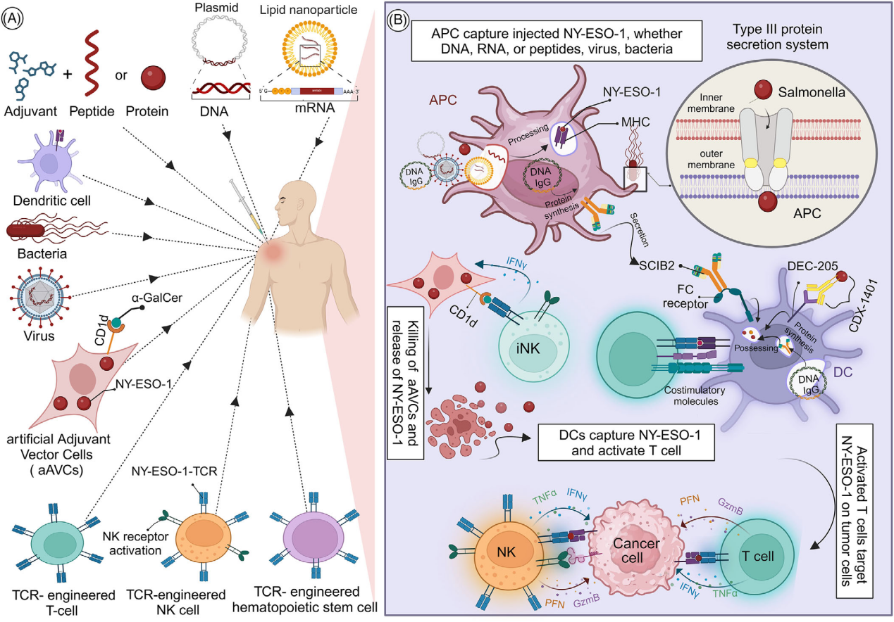 Autoimmune cancer testicular antigen NY-ESO-1