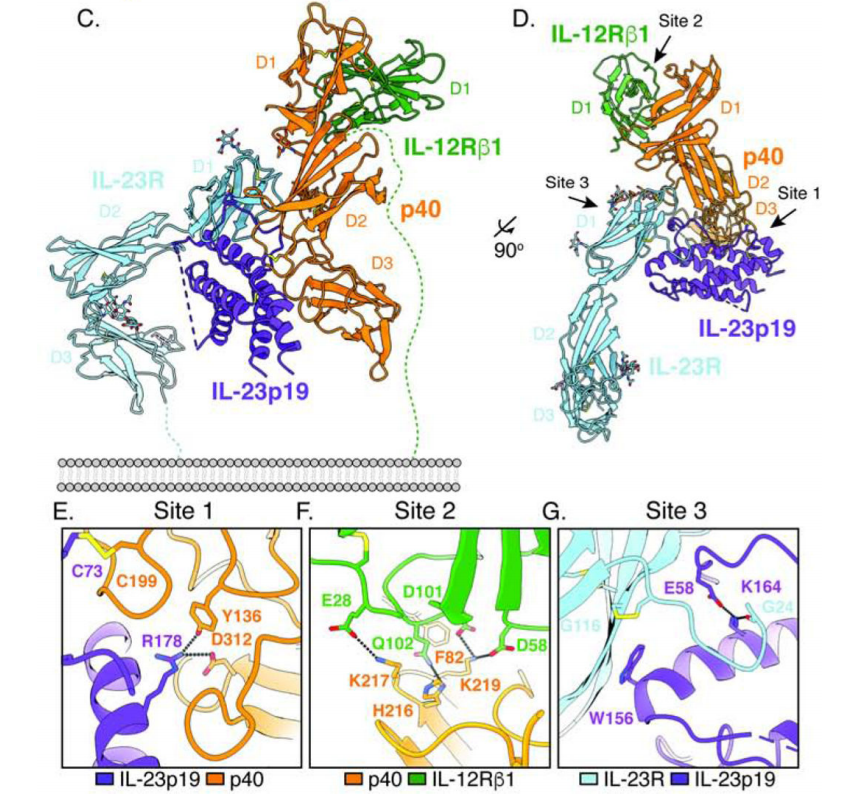 Autoimmune disease treatment target IL23A