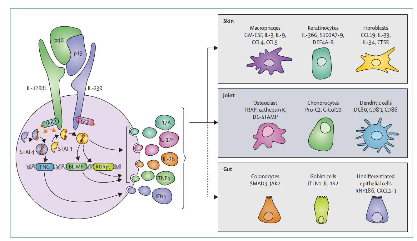 Autoimmune disease treatment target IL23A