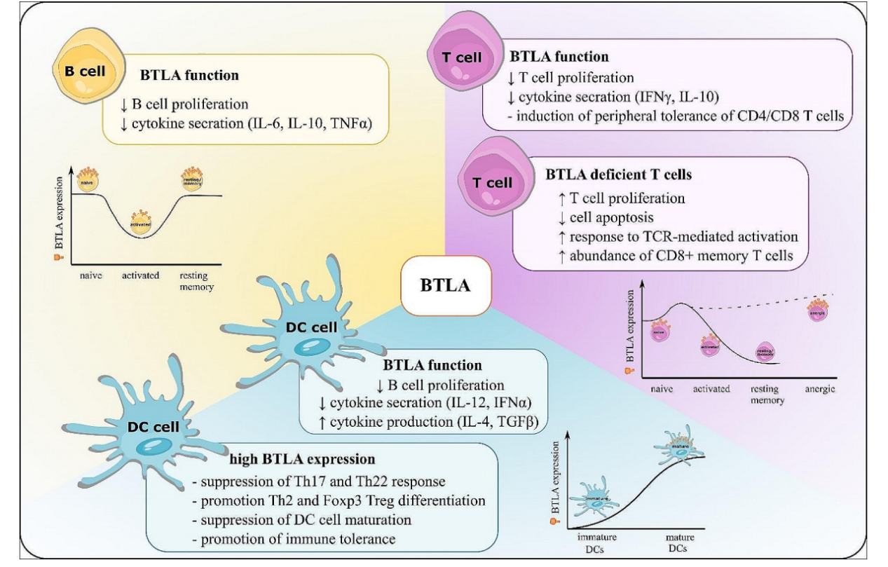 B and T lymphocyte attenuator BTLA