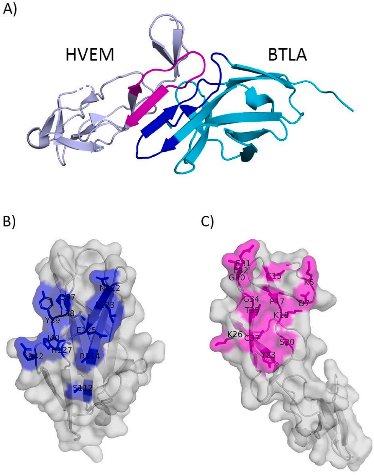 B and T lymphocyte attenuator BTLA