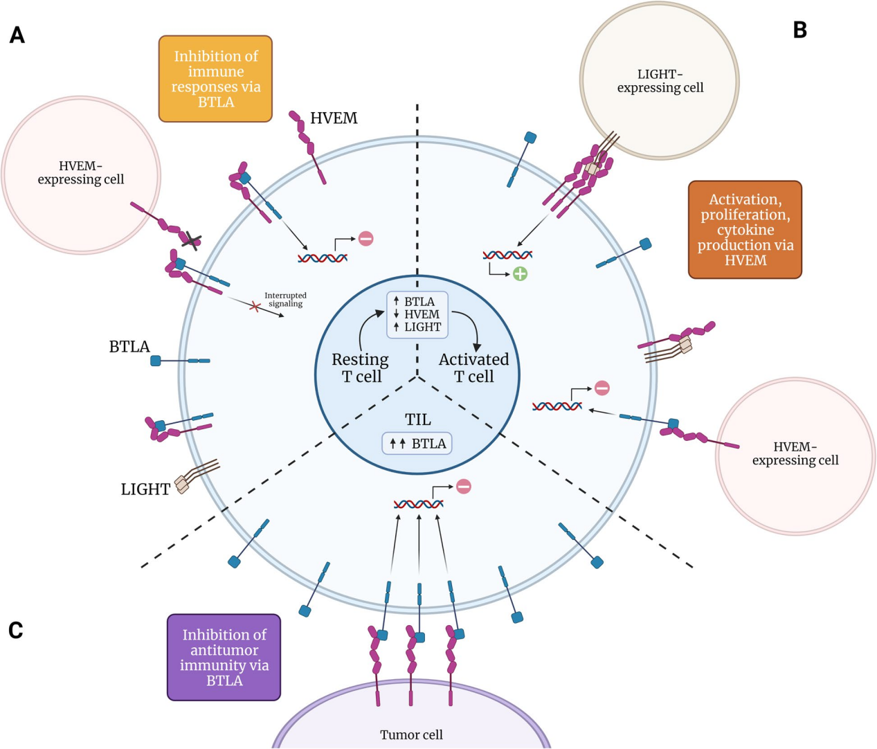 B and T lymphocyte attenuator BTLA