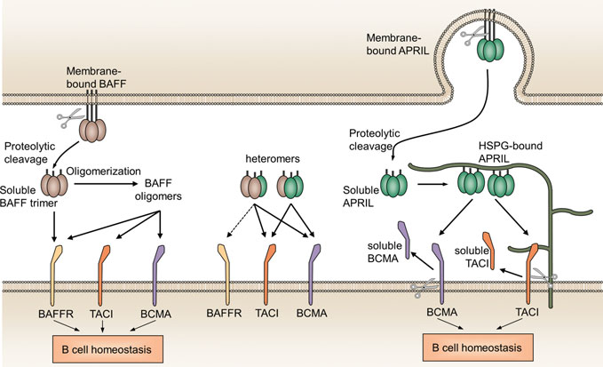 B-cell activating factor BAFF